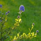 Säckelblume in der Abendsonne