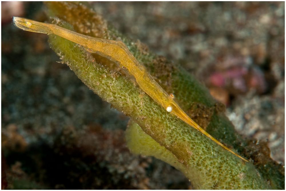 Sägeblatt-Garnele - Tozeuma sp