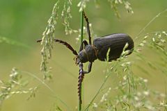 Sägebock am Reck