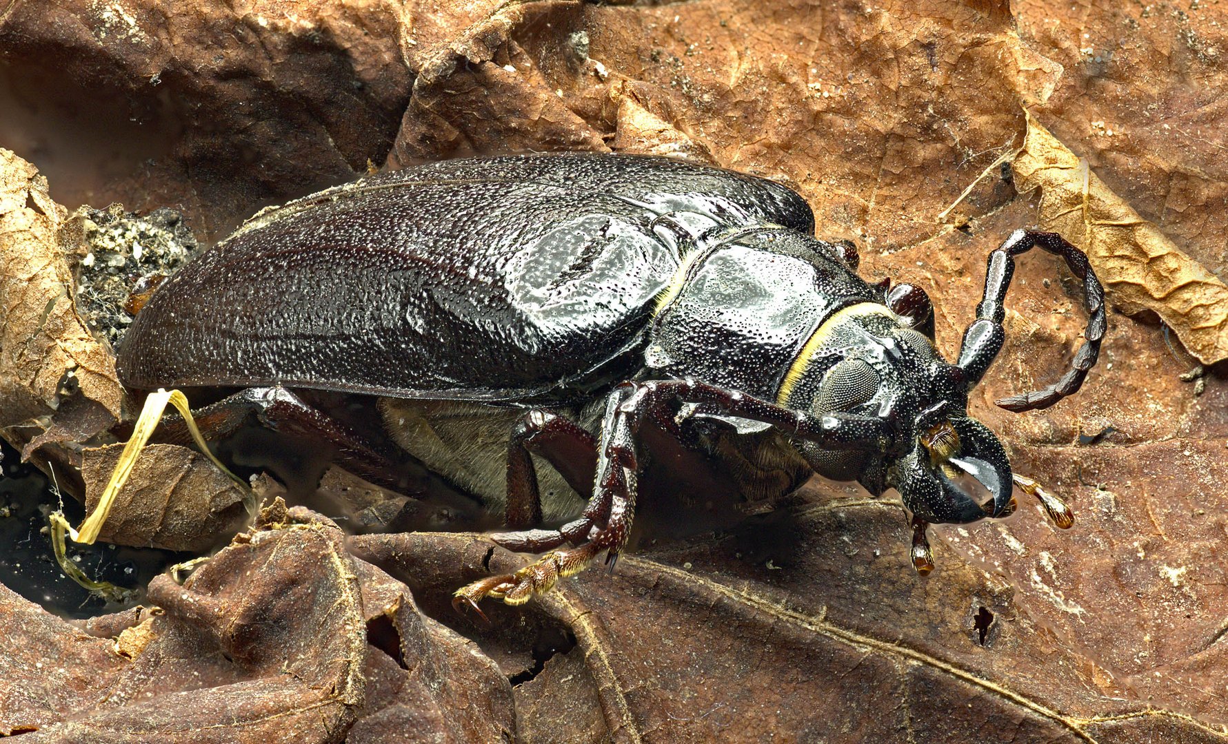 Sägebock Käfer