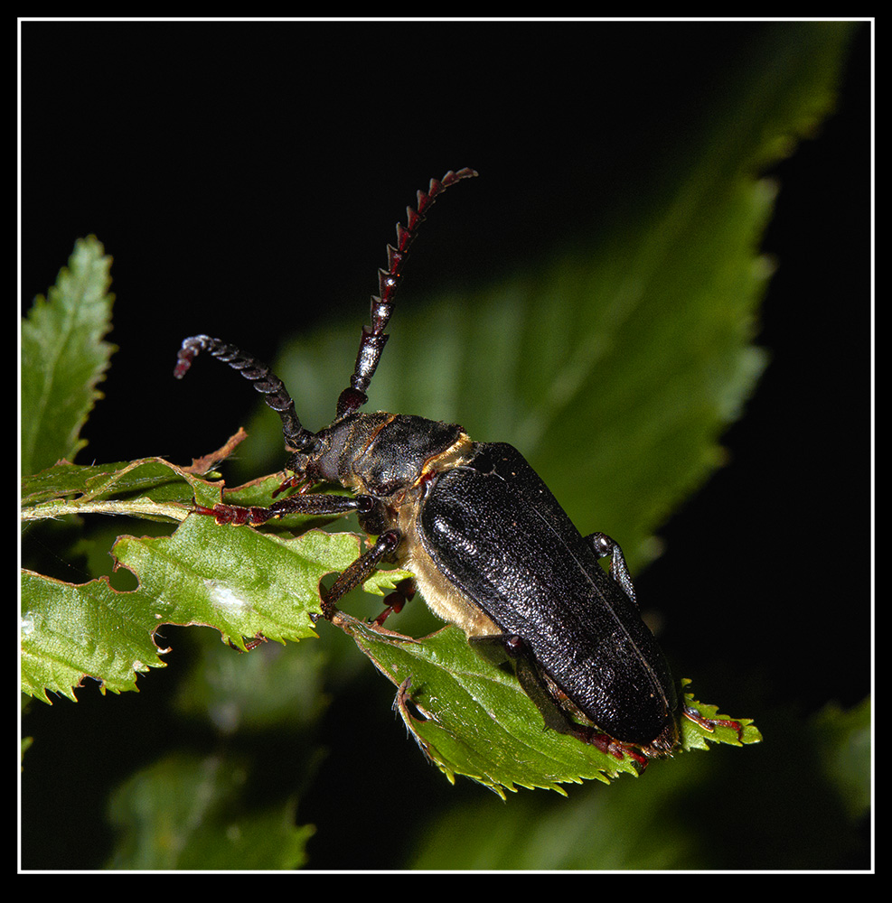 Sägebock Käfer