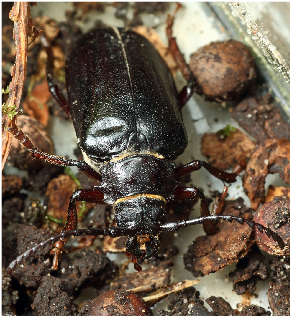 Sägebock Käfer mit kleinem Blechschaden