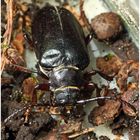 Sägebock Käfer mit kleinem Blechschaden