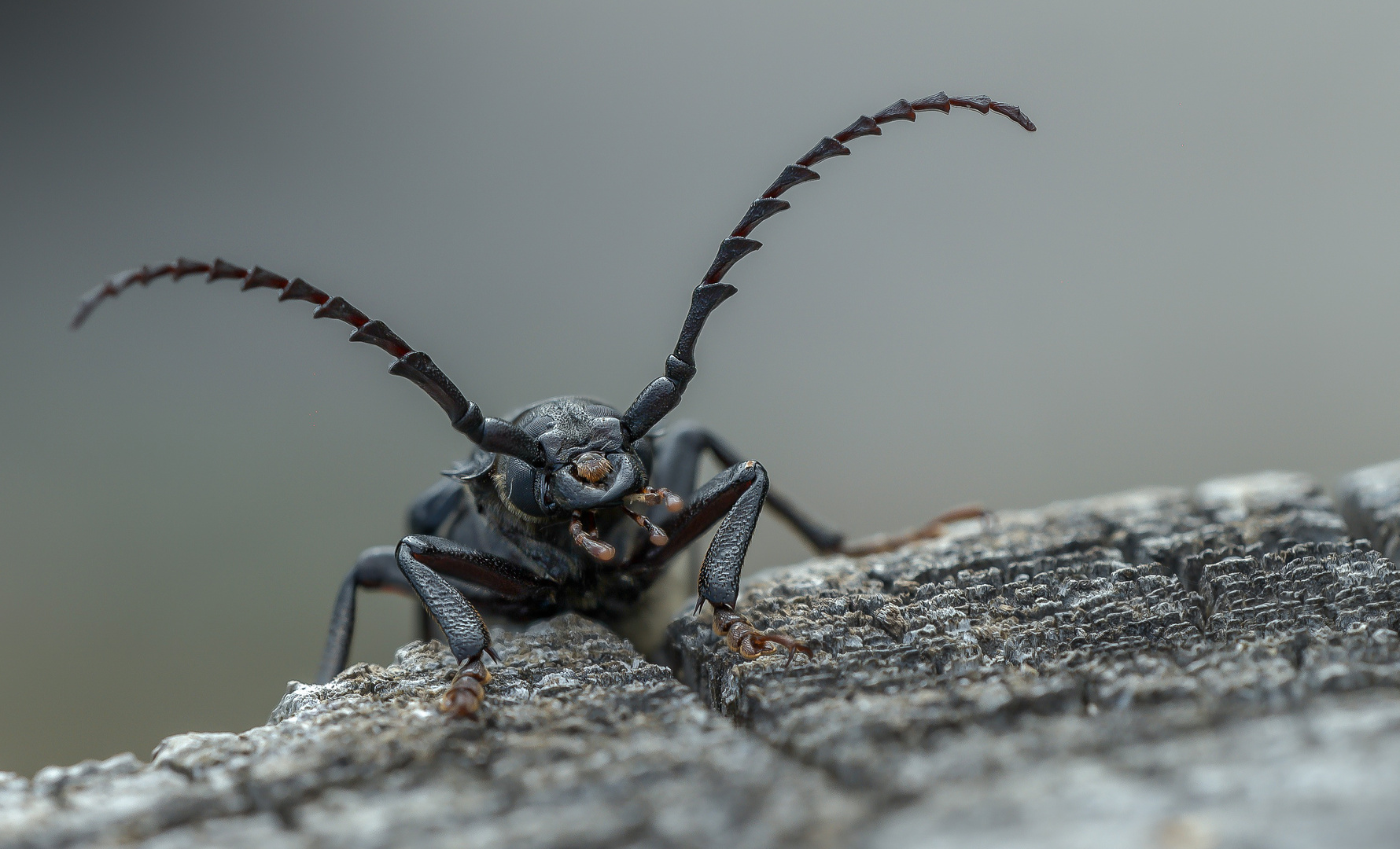 Sägebock (Männchen)