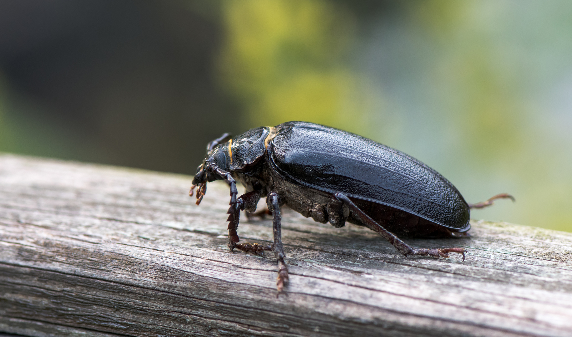 Sägebock (Prionus coriarius)