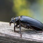 Sägebock (Prionus coriarius)