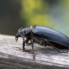 Sägebock (Prionus coriarius)