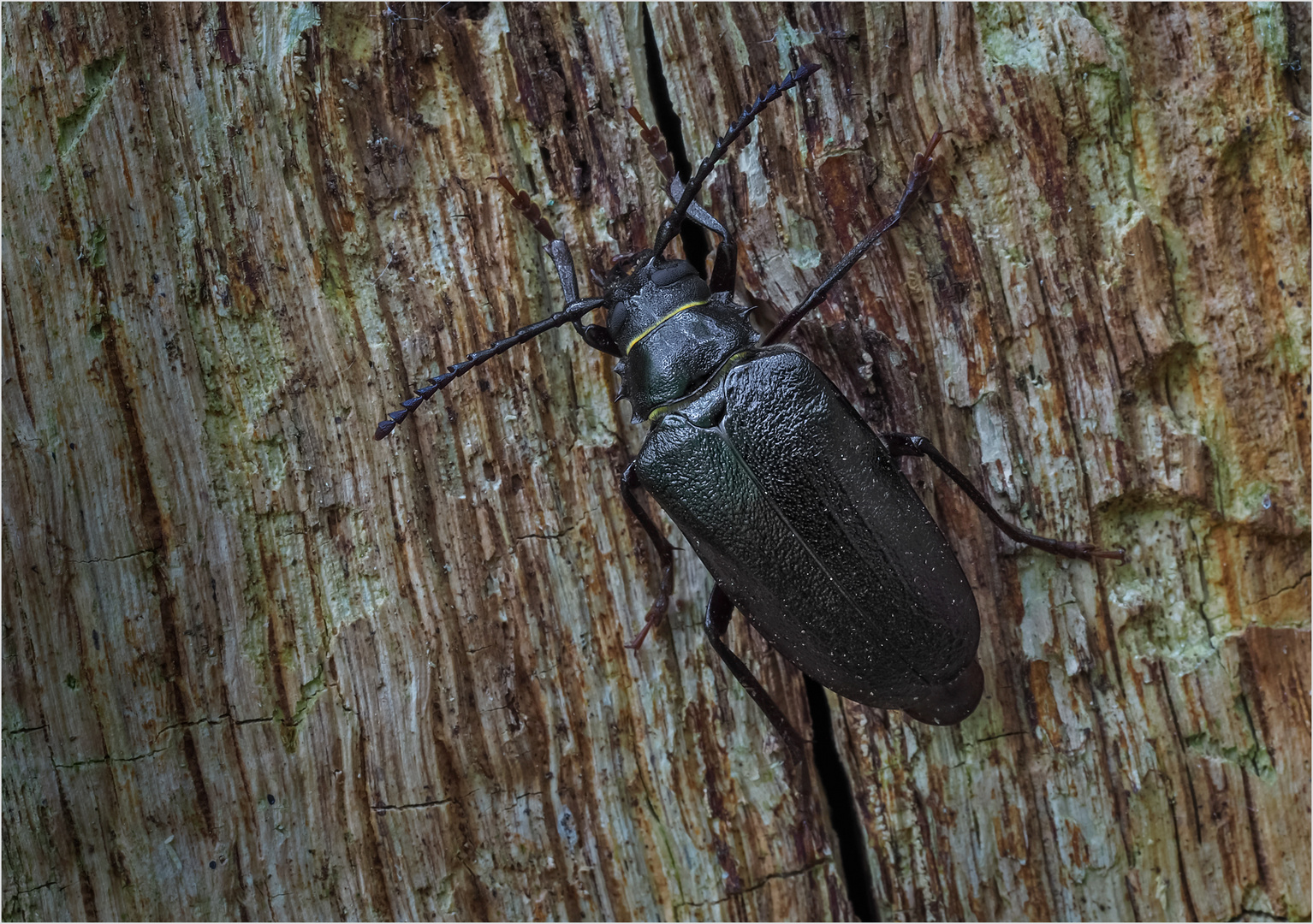 Sägebock (Prionus coriarius) 