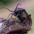 sägebock (prionus coriarius)....