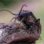 sägebock (prionus coriarius)....