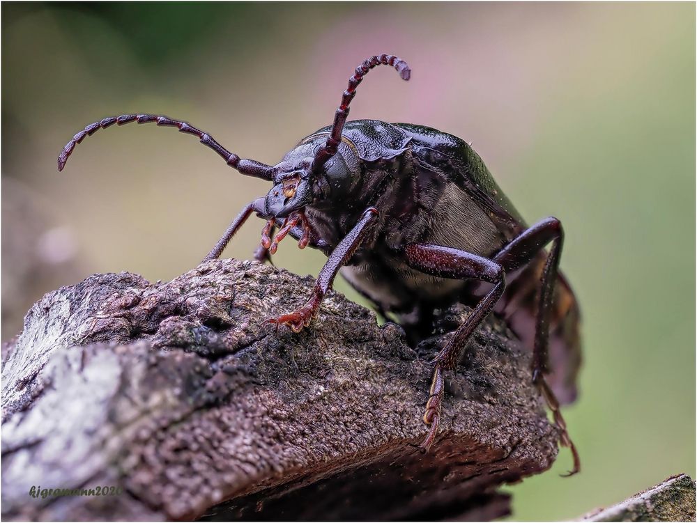 sägebock (prionus coriarius)....