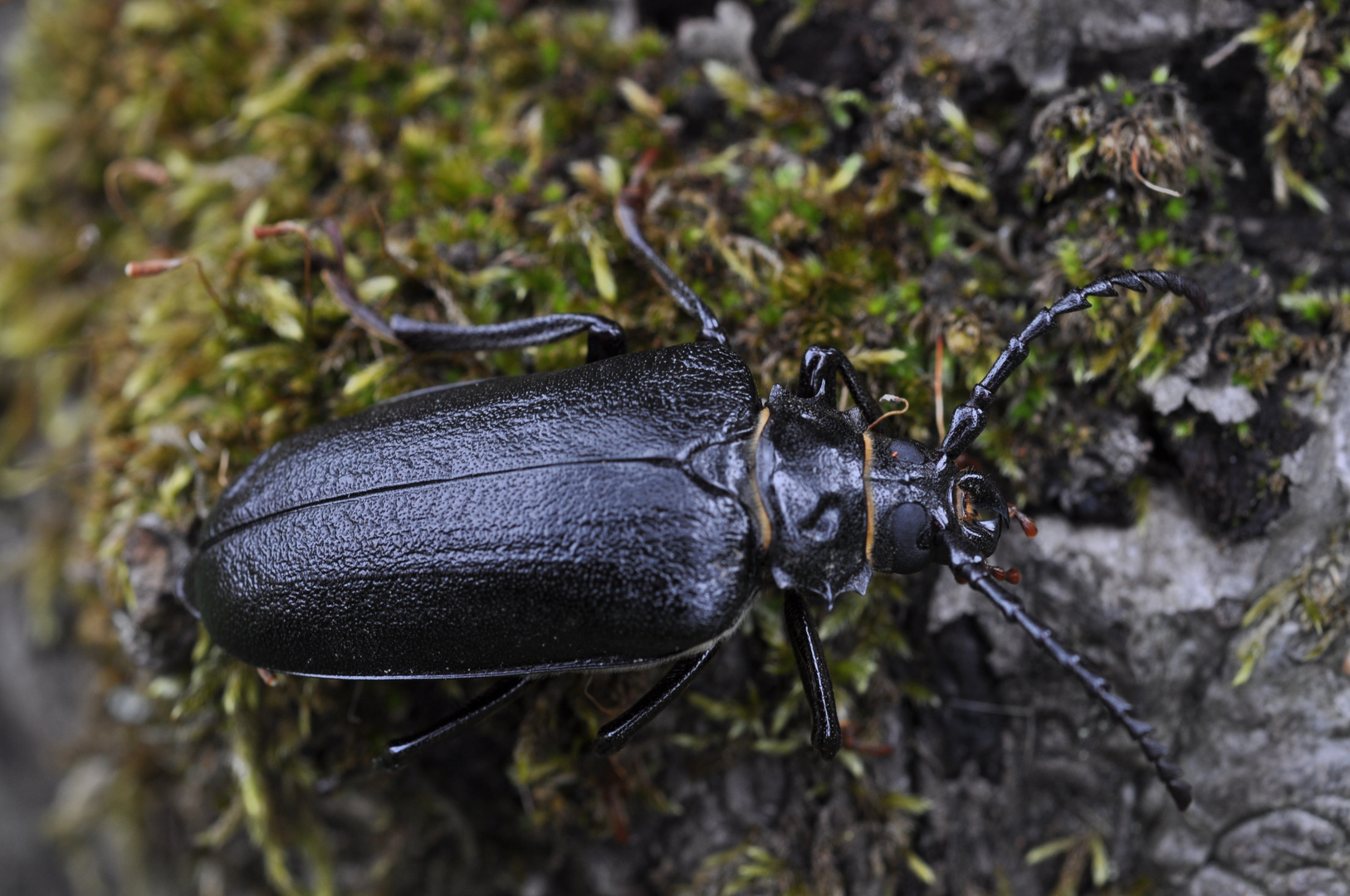 Sägebock, Prionus coriarius