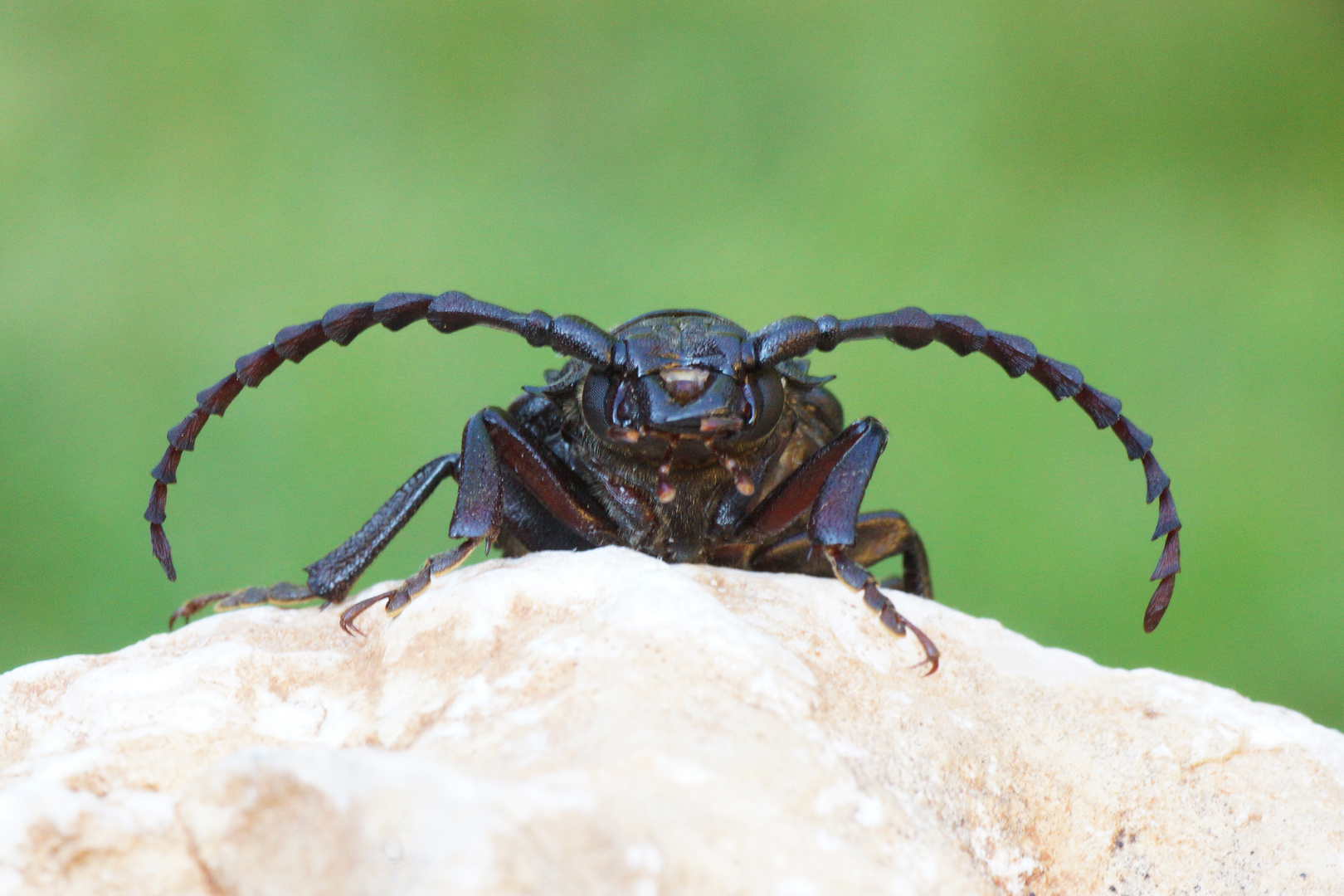 Sägebock (Prionus coriarius)