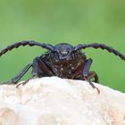 Sägebock (Prionus coriarius)