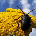 Sägebock (Prionus coriarius)