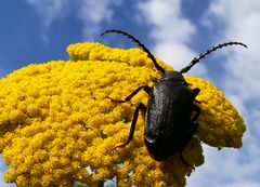 Sägebock (Prionus coriarius)