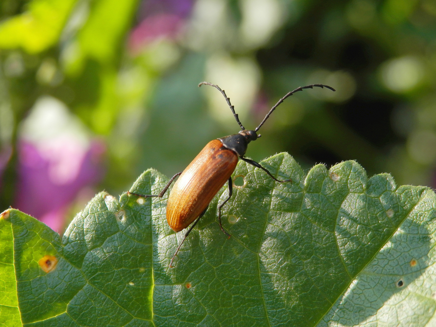 Sägehörniger Pflanzenkäfer (Pseudocistela ceramboides)