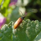 Sägehörniger Pflanzenkäfer (Pseudocistela ceramboides)