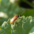 Sägehörniger Pflanzenkäfer (Pseudocistela ceramboides)