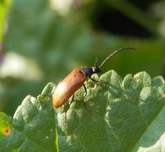 Sägehörniger Pflanzenkäfer (Pseudocistela ceramboides)