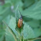 Sägehörniger Pflanzenkäfer (Pseudocistela ceramboides)