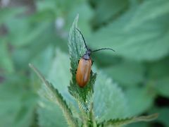 Sägehörniger Pflanzenkäfer (Pseudocistela ceramboides)