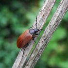 Sägehörniger Pflanzenkäfer (Pseudocistela ceramboides)