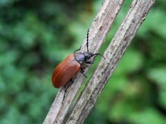 Sägehörniger Pflanzenkäfer (Pseudocistela ceramboides)