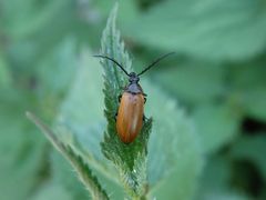 Sägehörniger Pflanzenkäfer (Pseudocistela ceramboides)