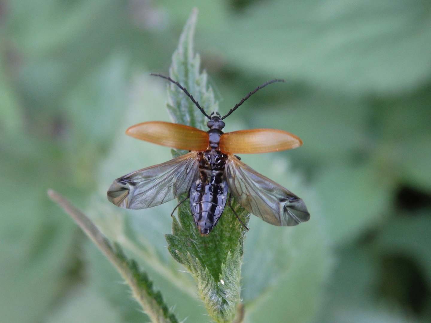 Sägehörniger Pflanzenkäfer (Pseudocistela ceramboides)