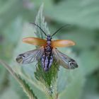 Sägehörniger Pflanzenkäfer (Pseudocistela ceramboides)