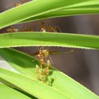 Sägende Ameisen