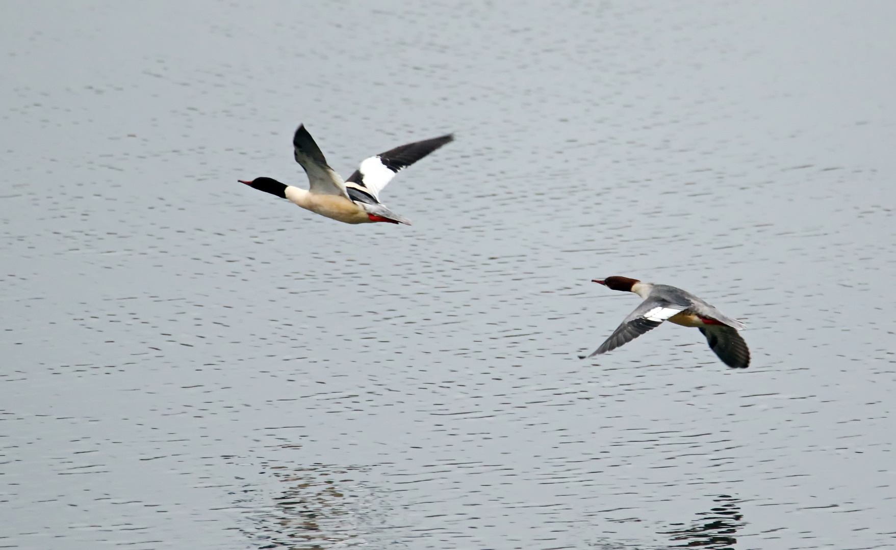 Säger am Rhein (Doku) + 3Bilder