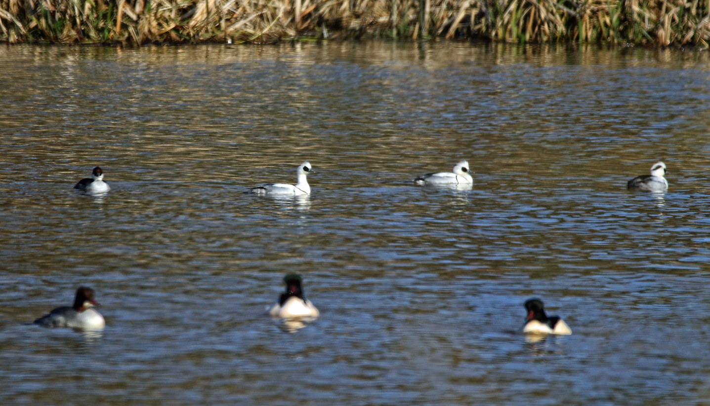 "SÄGER TREFFEN" am Kleinen Brombachsee