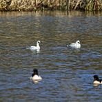 "SÄGER TREFFEN" am Kleinen Brombachsee