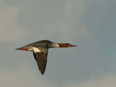 Sägerinnenflug