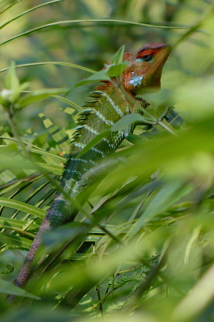 Sägerückenagame (Calotes calotes)