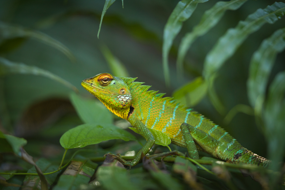 Sägerückenagame (Calotes calotes)