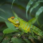 Sägerückenagame (Calotes calotes)