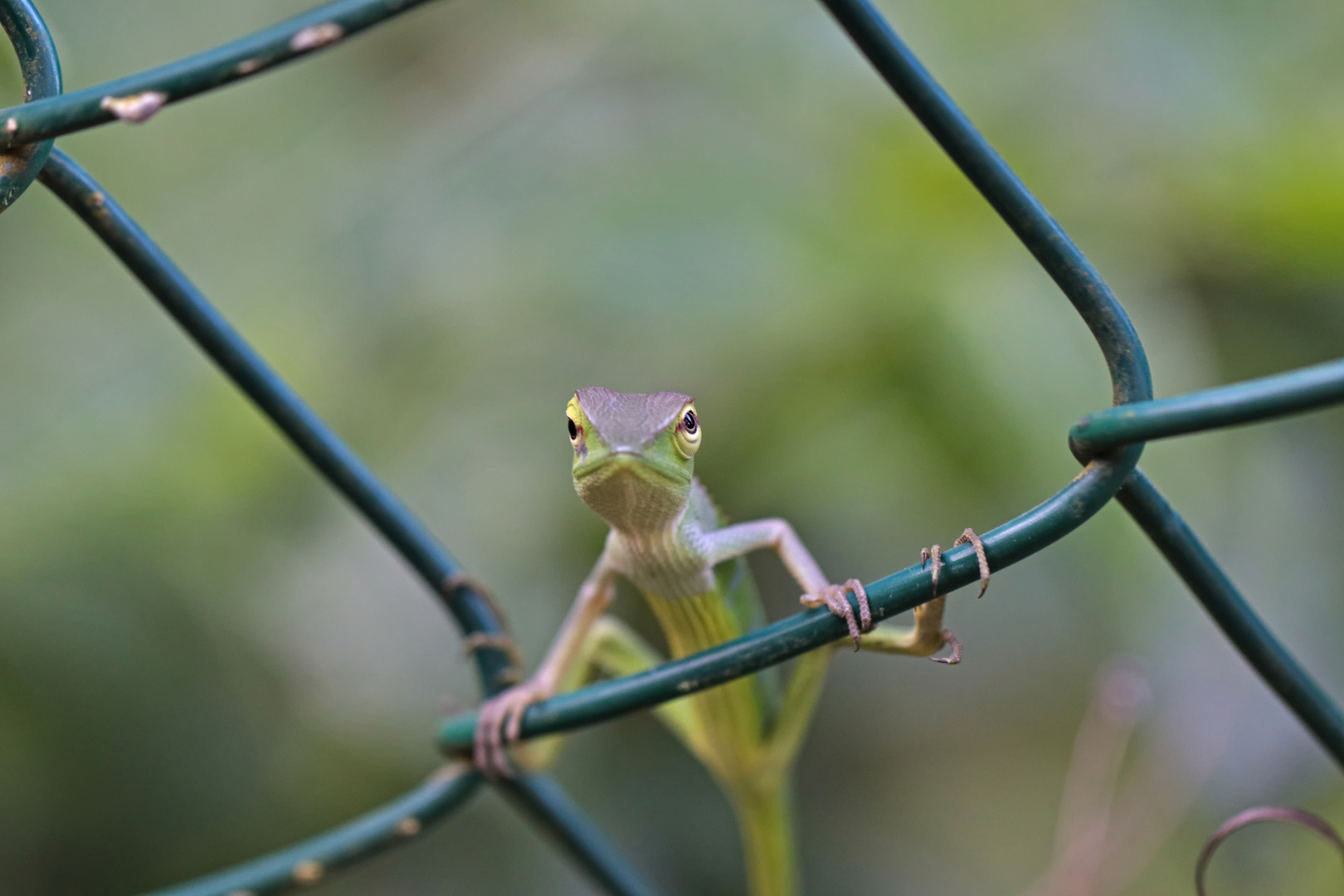 Sägerückenagame ( Calotes calotes )