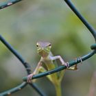 Sägerückenagame ( Calotes calotes )