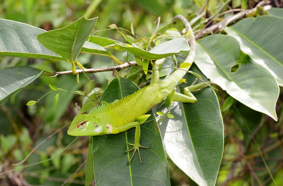 Sägerückenagame (Calotes calotes)  in Sri Lanka