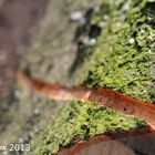 Sägespur im Baum