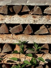 Sägezahnspuren an frühsommerlichem Abendlicht-Holzstapel im doppelten Sinne - ...