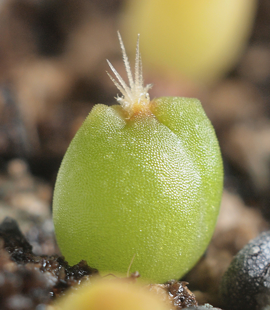Sämling - Turbinicarpus pseudopectinatus