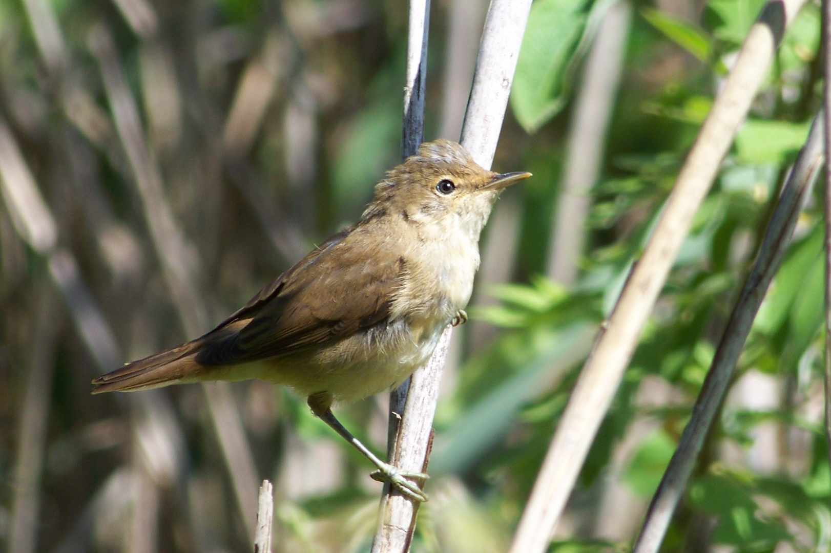 Sänger am Rohr 1 Foto & Bild tiere, wildlife, wild lebende vögel