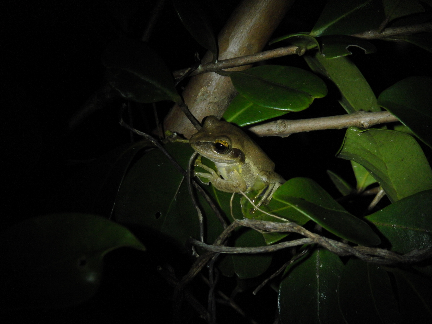 Sänger des Waldes Madagaskar