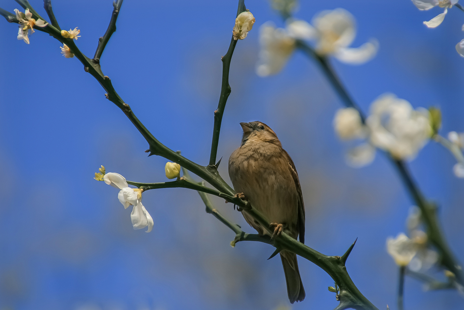 Sänger im Frühling