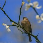 Sänger im Frühling