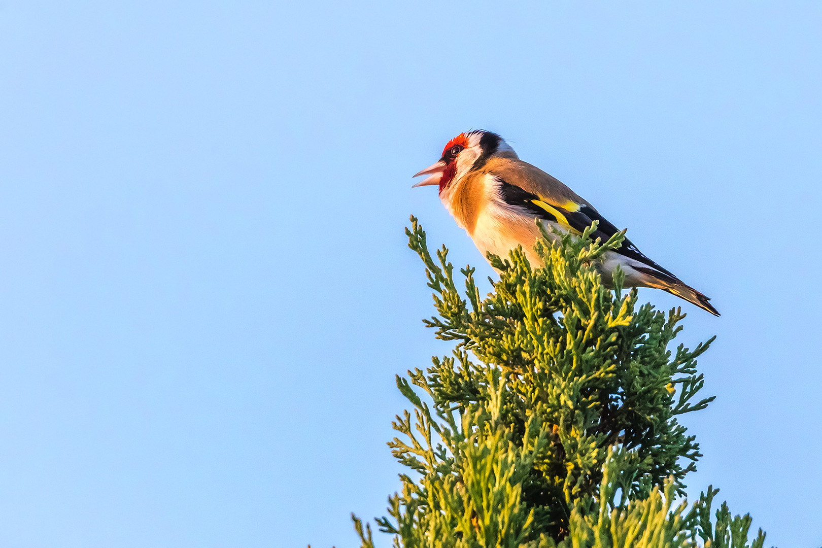 Sänger in der Abendsonne